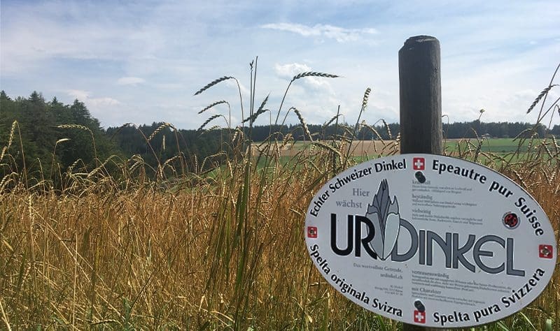 Mauvaise récolte pour l’épeautre