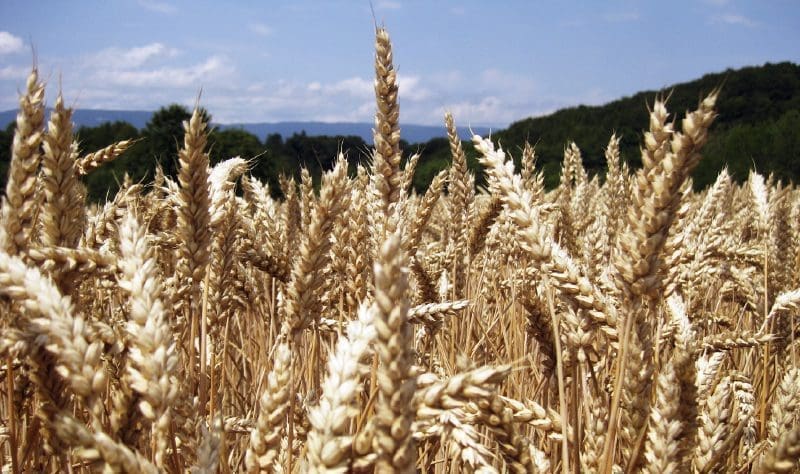 Grosse Herausforderung für die Schweizer Mühlen