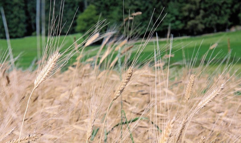 Les céréales et pseudo-céréales, une diversité à célébrer