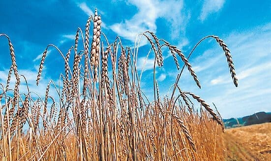 Acteurs de la chaîne de valeur ajoutée: Du grain au pain