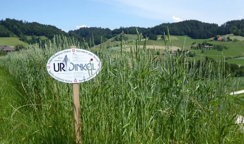 IG Dinkel vuole assicurarsi l'origine svizzera