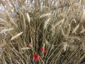 Concours de photos panissimo@FBK 2017, 01/17