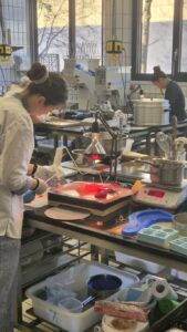 3-Länder-Lehrlingswettbewerb der Konditoren in Freiburg (DE)